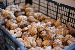 Mon chien peut-il manger du topinambour ? Un vétérinaire vous répond.