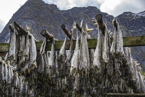 Mon chien peut-il manger de la morue ? Un vétérinaire vous répond.