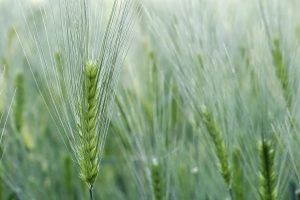 Mon chien peut-il manger de l’orge ? Un vétérinaire vous répond.