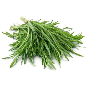 Mon chien peut-il manger de l’estragon ? Un vétérinaire vous répond.