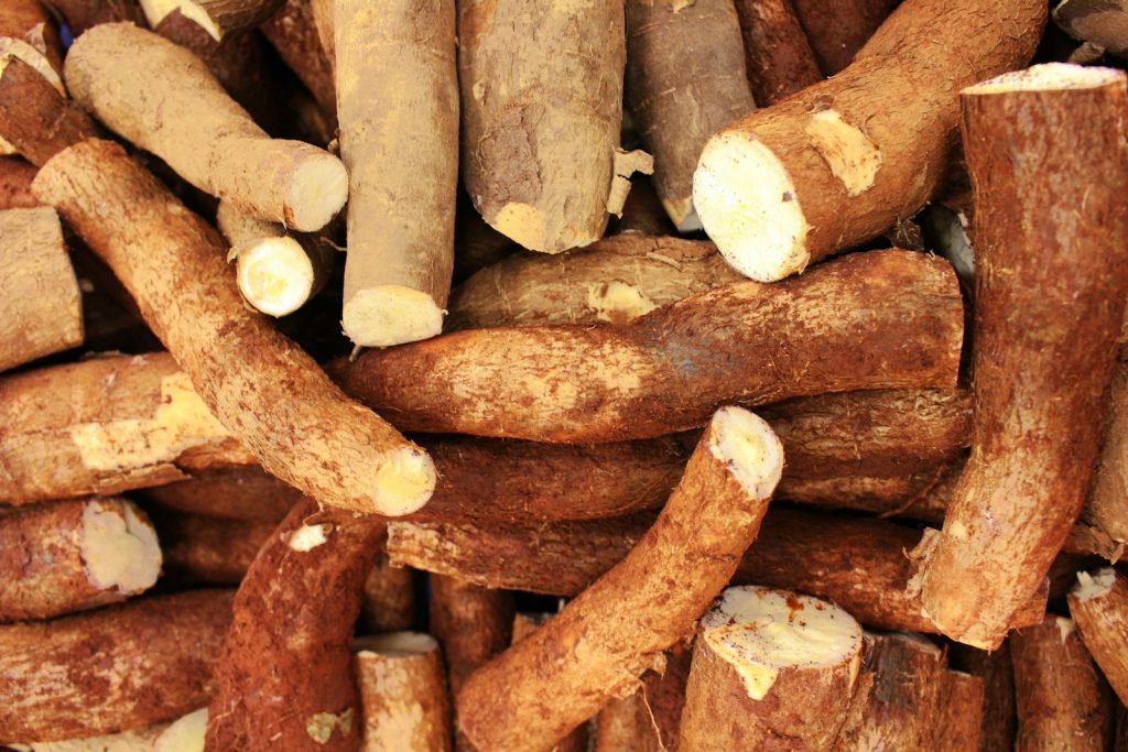 Mon chien peut-il manger du manioc ? Un vétérinaire vous répond.