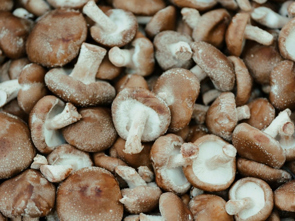 Mon chien peut-il manger du shiitake ? Un vétérinaire vous répond.
