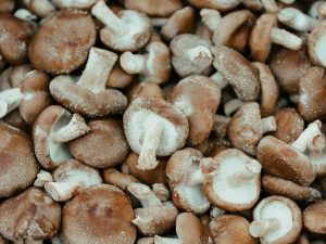 Mon chien peut-il manger du shiitake ? Un vétérinaire vous répond.