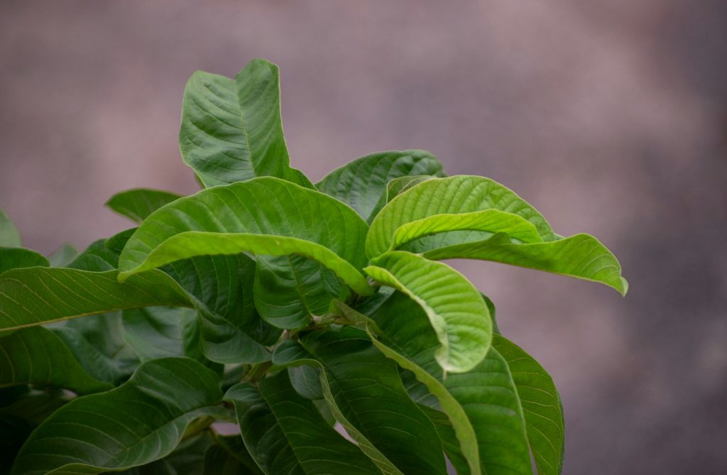 Un chien peut-il manger de la stévia ? Un vétérinaire vous répond.