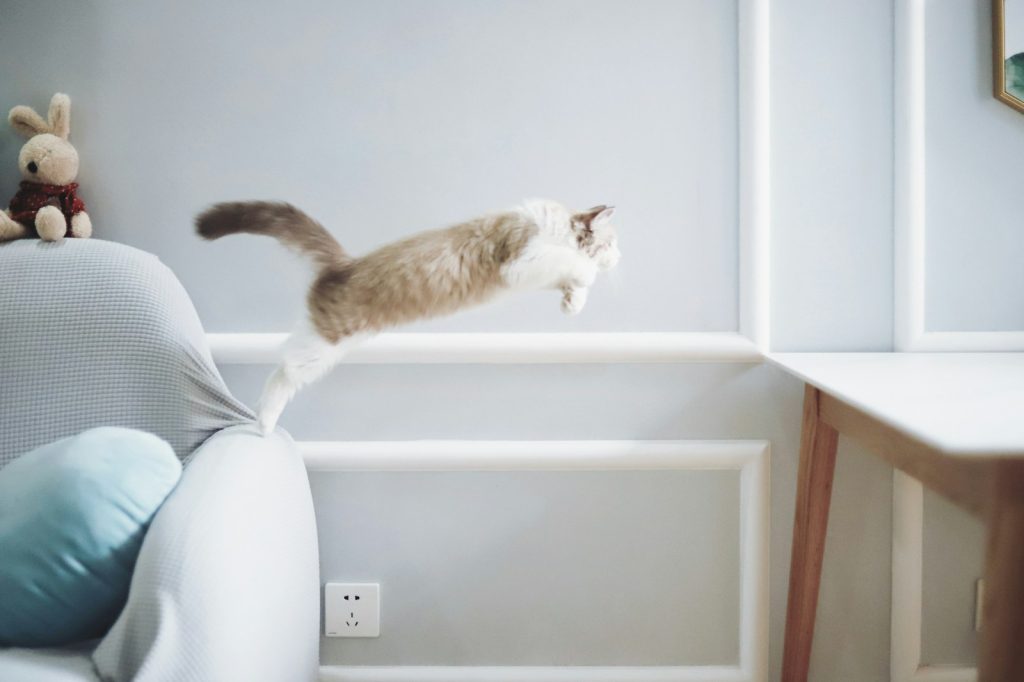 L'agility pour chat, ça existe ? La réponse !