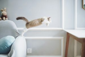 L'agility pour chat, ça existe ? La réponse !