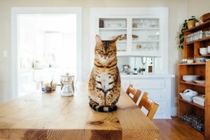 Un chat peut-il vivre en intérieur toute sa vie ?