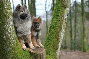 a couple of dogs standing on top of a tree