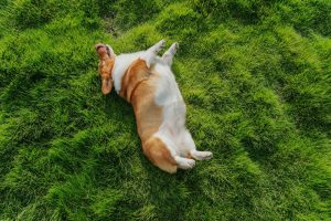 A beagle dog rolls on its back in grass.